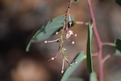 Arctostaphylos mewukka