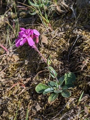 Arabis blepharophylla