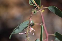Arctostaphylos mewukka