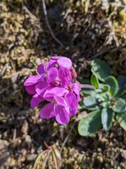 Arabis blepharophylla