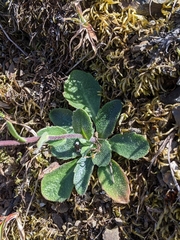Arabis blepharophylla