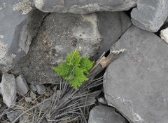 Cheilanthes leucopoda