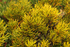 Orites acicularis