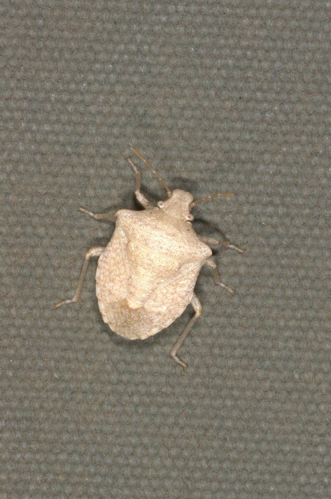 Kalkadoona pallida