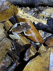 Pristimantis urichi