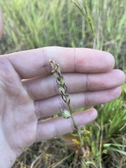 Castilleja densiflora