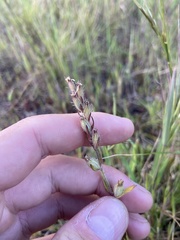 Castilleja densiflora