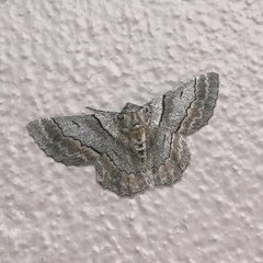 Hypobapta tachyhalotaria