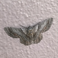 Hypobapta tachyhalotaria