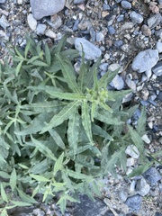 Mentzelia involucrata