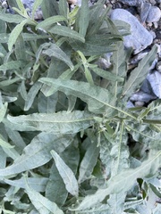 Mentzelia involucrata