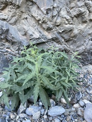 Mentzelia involucrata