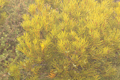 Orites acicularis