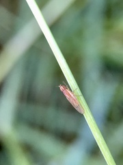 Trigonometopsis binotata