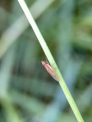 Trigonometopsis binotata