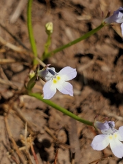 Downingia ornatissima