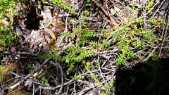 Coprosma ernodeoides