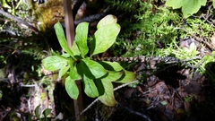 Coprosma ochracea