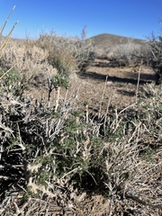 Artemisia spinescens