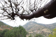 Bursera morelensis