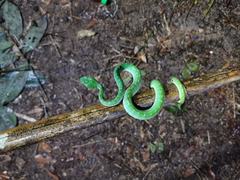Trimeresurus vogeli