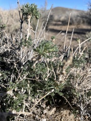 Artemisia spinescens