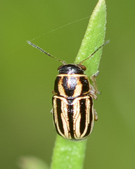Pachybrachis dubiosus