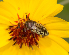 Acmaeodera mixta