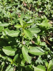 Dyschoriste nagchana