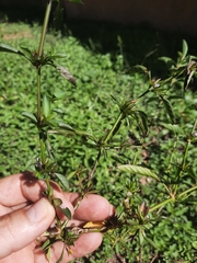 Dyschoriste nagchana