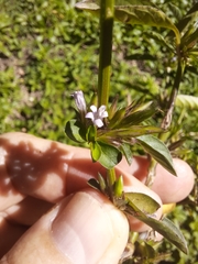 Dyschoriste nagchana