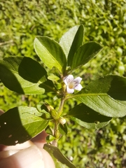 Dyschoriste nagchana