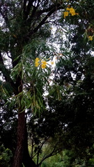 Astianthus viminalis