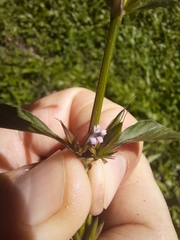 Dyschoriste nagchana