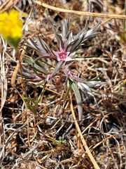 Polygonum bidwelliae