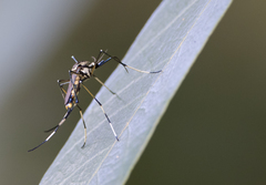 Toxorhynchites speciosus