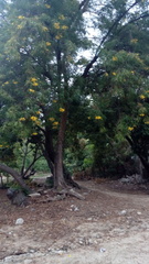 Astianthus viminalis