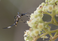 Toxorhynchites speciosus