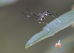 Toxorhynchites speciosus