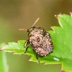 Fulcidacini
