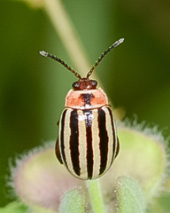 Kuschelina petaurista