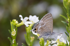 Theclinesthes onycha