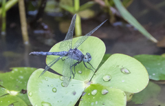 Diplacodes trivialis