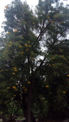 Astianthus viminalis