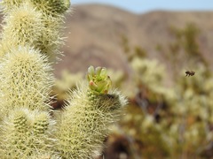 Cylindropuntia bigelovii