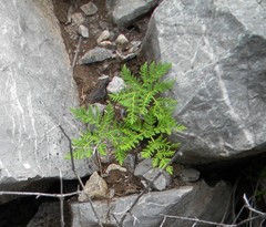 Cheilanthes leucopoda