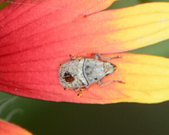 Trigonorhinus limbatus