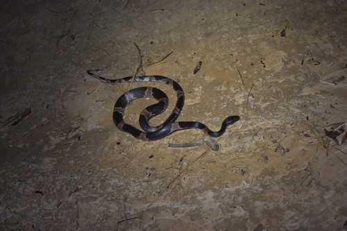 Gibson's wolf snake