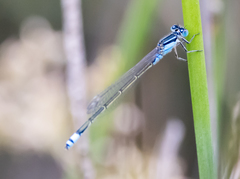 Ischnura heterosticta