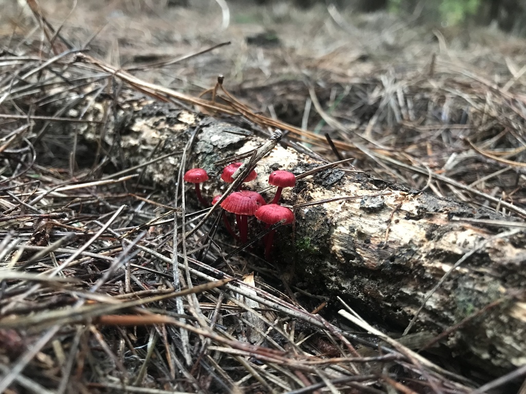 Ruby Bonnot ruby bonnet from Bottle Lake Forest, Bottle Lake, Canterbury, NZ on ...